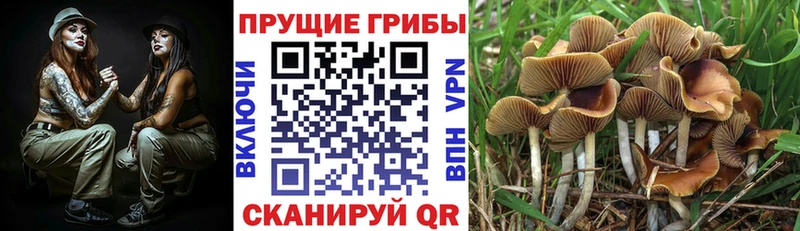 Галлюциногенные грибы Cubensis  это как зайти  Кумертау 